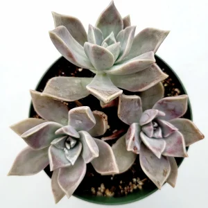 Graptopetalum paraguayense Blue Haze Succulent Plant - Live Indoor/Outdoor - Image 9