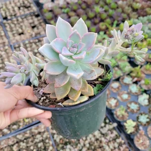 Graptopetalum paraguayense - Mother of Pearl Succulent Live Plant - Image 6