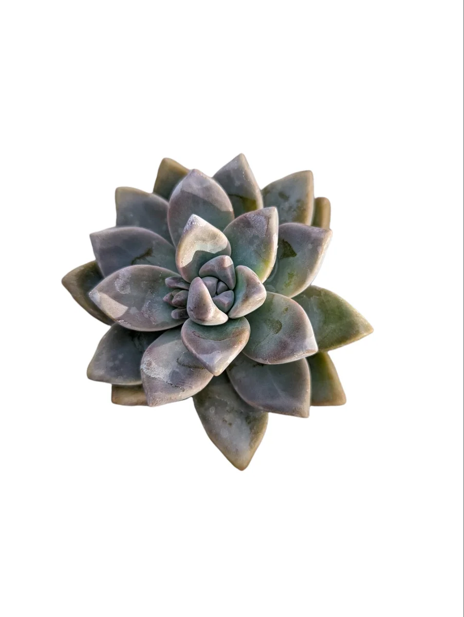 Graptopetalum paraguayense - Mother of Pearl Succulent Live Plant - Image 7