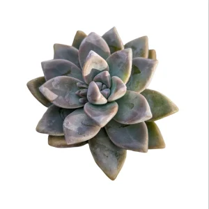 Graptopetalum paraguayense - Mother of Pearl Succulent Live Plant - Image 8