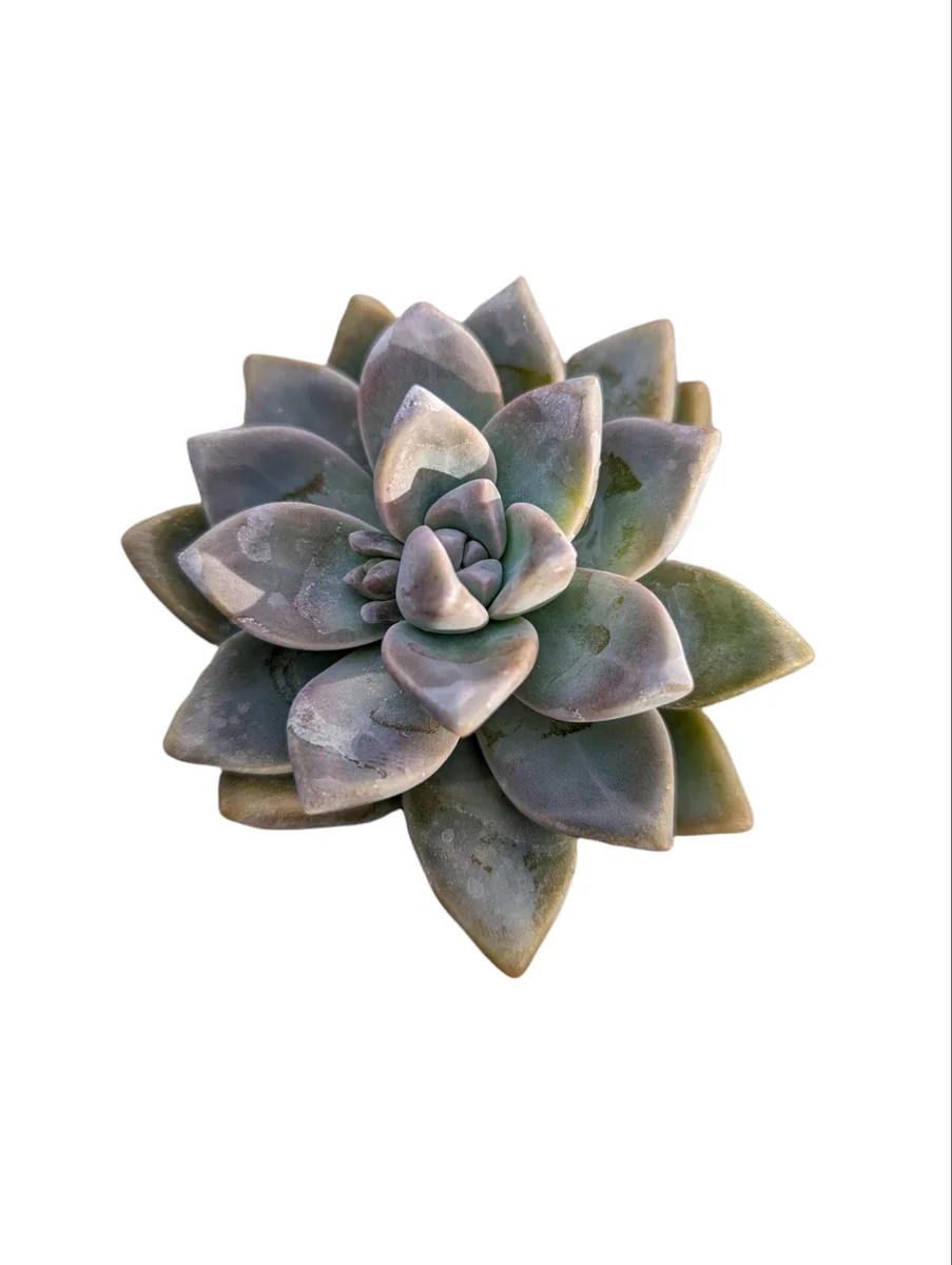 Graptopetalum paraguayense - Mother of Pearl Succulent Live Plant - Image 8