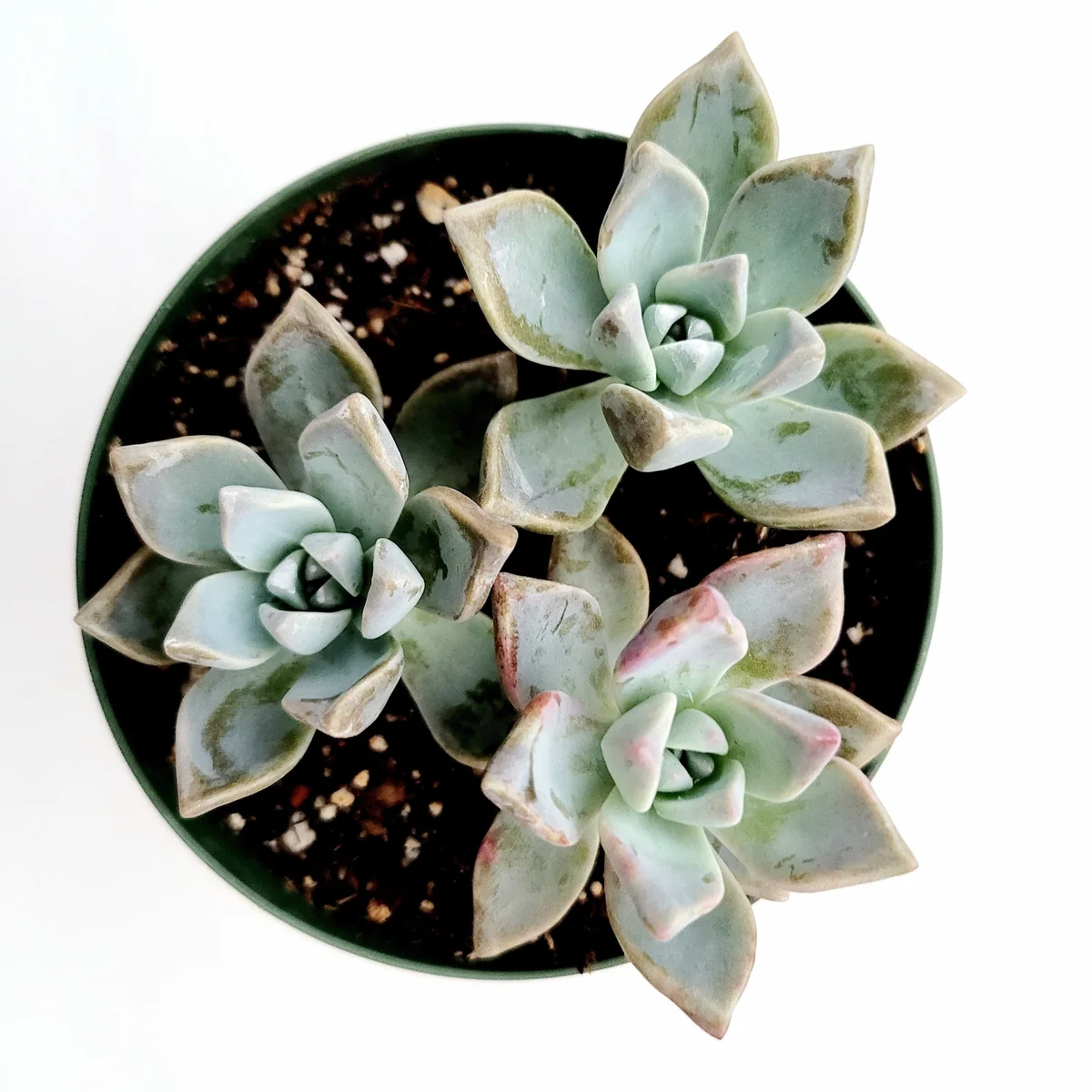 Graptopetalum paraguayense - Mother of Pearl Succulent Live Plant - Image 1