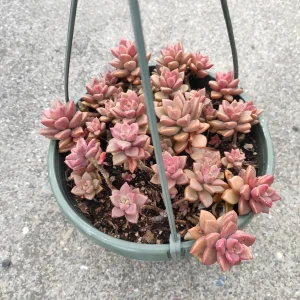Graptosedum 'Alpenglow' Succulent Live Plant - Vibrant Red Foliage - 2-4 Inch Pot - Image 6