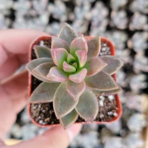 Graptosedum 'Alpenglow' Succulent Live Plant - Vibrant Red Foliage - 2-4 Inch Pot - Image 8