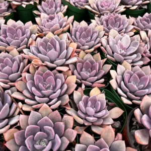 Graptoveria Debbie Pink Succulent Live Plant – 2.5 inch or 4 inch Pot – Indoor - Image 2