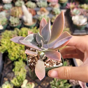 Graptoveria 'Fred Ives' Succulent Live Plant - Easy Care Potted Houseplant - Image 4