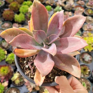 Graptoveria 'Fred Ives' Succulent Live Plant - Easy Care Potted Houseplant - Image 5