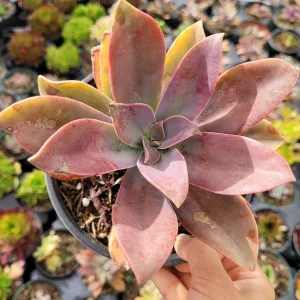 Graptoveria 'Fred Ives' Succulent Live Plant - Easy Care Potted Houseplant - Image 6