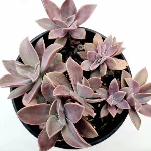 Graptoveria 'Fred Ives' Succulent Live Plant - Easy Care Potted Houseplant - Image 7
