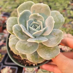 Graptoveria 'Lovely Rose' Succulent Plant - Live, Rare Korean Rosette - Image 10