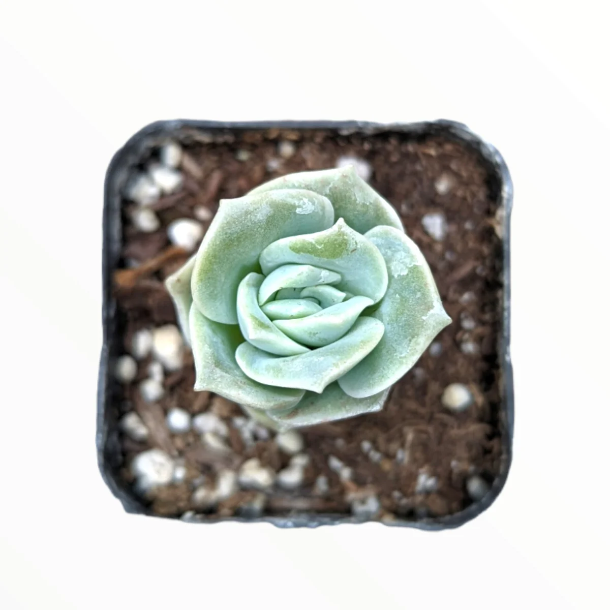 Graptoveria 'Lovely Rose' Succulent Plant - Live, Rare Korean Rosette - Image 2