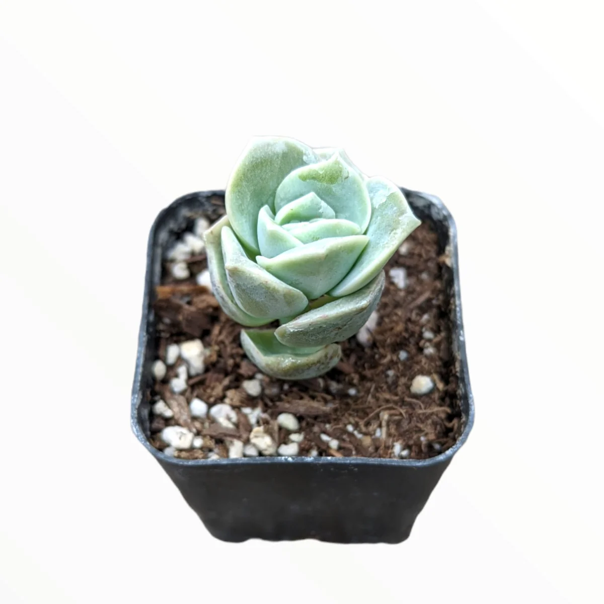 Graptoveria 'Lovely Rose' Succulent Plant - Live, Rare Korean Rosette - Image 3