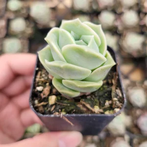 Graptoveria 'Lovely Rose' Succulent Plant - Live, Rare Korean Rosette - Image 5