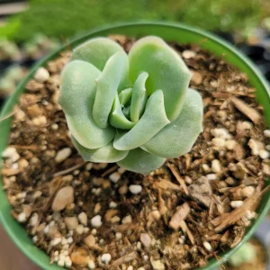 Graptoveria 'Lovely Rose' Succulent Plant - Live, Rare Korean Rosette - Image 9