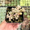 Graptoveria 'Mirinae' Live Succulent Plant - Easy Care Indoor Houseplant - Image 1
