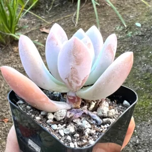 Graptoveria Opalina Live Succulent Plant - Small Pink Rosette in 2.5'' Pot - Image 2