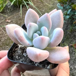 Graptoveria Opalina Live Succulent Plant - Small Pink Rosette in 2.5'' Pot - Image 1
