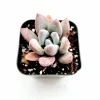 Graptoveria 'Opalina' Succulent Live Plant - Drought Tolerant - Image 1
