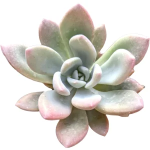 Graptoveria 'Opalina' Succulent Live Plant - Drought Tolerant - Image 6