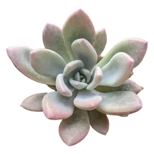 Graptoveria 'Opalina' Succulent Live Plant - Drought Tolerant - Image 7