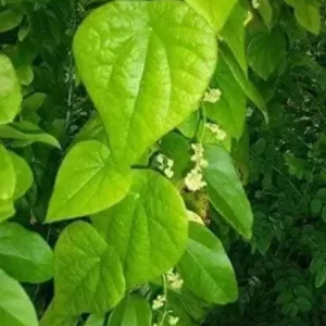 Grass Jelly Vine Live Plant - Mesona chinensis - Edible Herb, 5-9