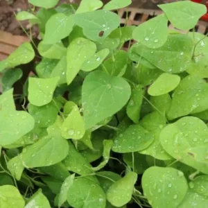 Grass Jelly Vine Live Plant - Mesona chinensis - Edible Herb, 5-9