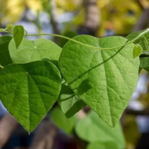 Grass Jelly Vine Live Plant - Mesona chinensis - Edible Herb, 5-9