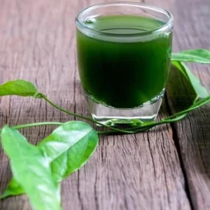 Grass Jelly Vine Live Plant - Mesona chinensis - Edible Herb, 5-9