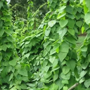 Grass Jelly Vine Live Plant - Mesona chinensis - Edible Herb, 5-9" Tall - Image 1