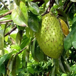 Graviola Soursop Live Plant - Annona muricata - 12-16" Tall Guanabana Fruit Tree for Home Gardens - Image 2
