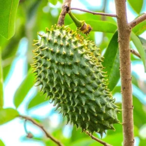 Graviola Soursop Live Plant - Annona muricata - 12-16