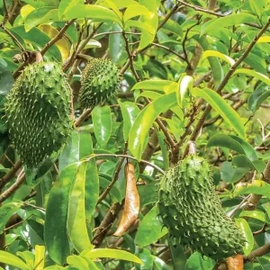 Graviola Soursop Live Plant - Annona muricata - 12-16