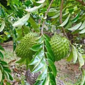 Graviola Soursop Live Plant - Annona muricata - 12-16