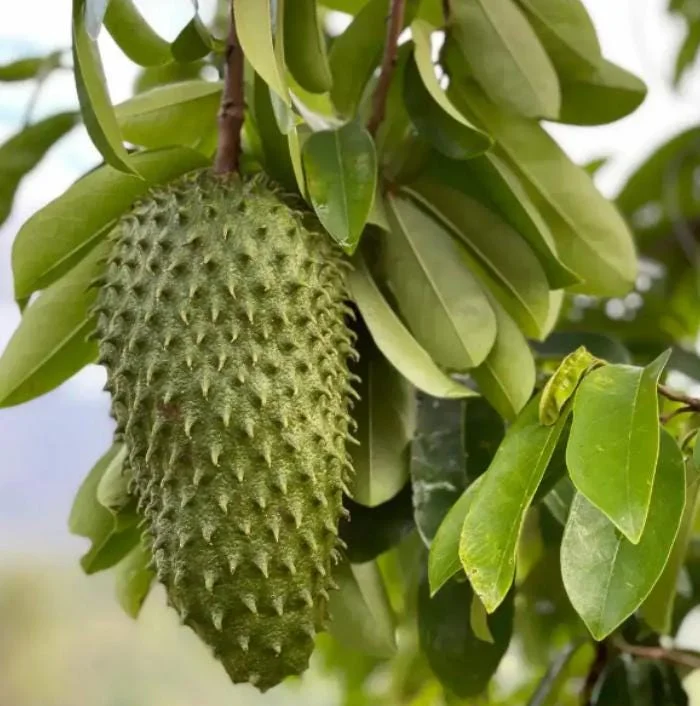 Graviola Soursop Live Plant - Annona muricata - 5-9 inches Tall - Tropical Fruit Tree - Image 2