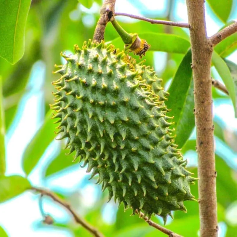 Graviola Soursop Live Plant - Annona muricata - 5-9 inches Tall - Tropical Fruit Tree - Image 3
