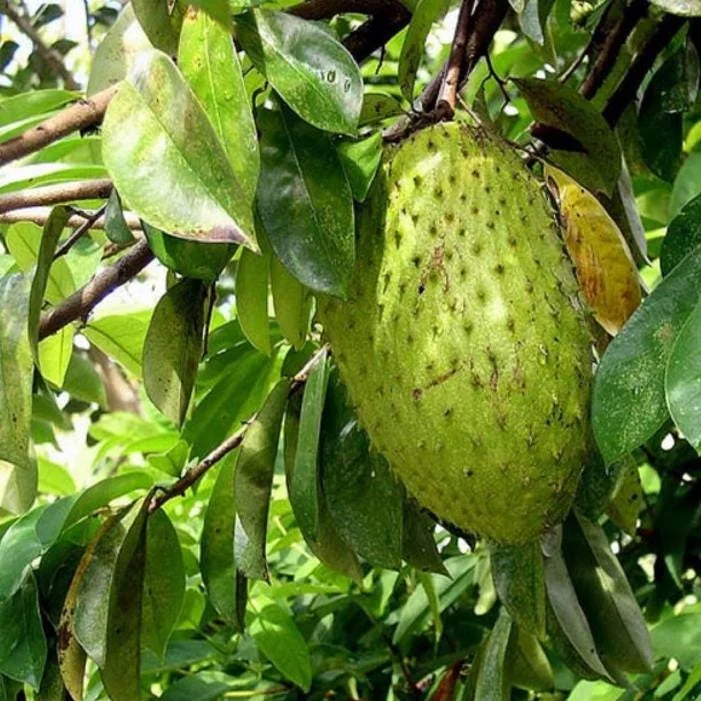 Graviola Soursop Live Plant - Annona muricata - 5-9 inches Tall - Tropical Fruit Tree - Image 1