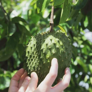 Graviola Soursop Live Plant - Annona muricata - 5-9 inches Tall - Tropical Fruit Tree - Image 4