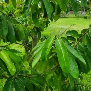 Graviola Soursop Live Plant - Annona muricata - 5-9 inches Tall - Tropical Fruit Tree - Image 7