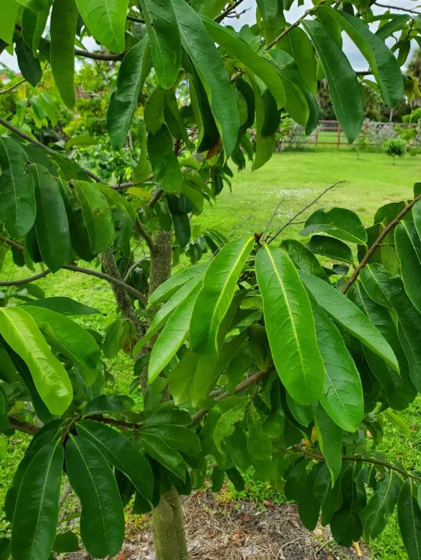 Graviola Soursop Live Plant - Annona muricata - 5-9 inches Tall - Tropical Fruit Tree - Image 7