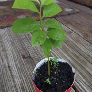 Graviola Soursop Live Plant - Annona muricata - 5-9 inches Tall - Tropical Fruit Tree - Image 8
