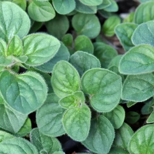 Greek Oregano Live Plant – 3-Pack, 5-8" Tall – Culinary Herb, Perennial, Outdoor - Image 2