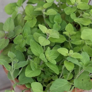 Greek Oregano Live Plant – 3-Pack, 5-8