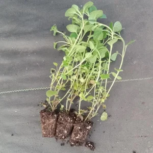 Greek Oregano Live Plant – 3-Pack, 5-8