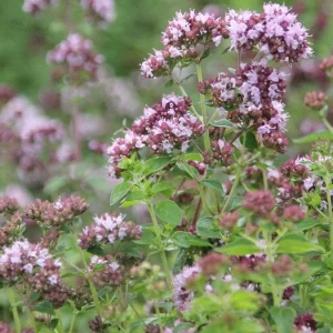 Greek Oregano Live Plant – 3-Pack, 5-8