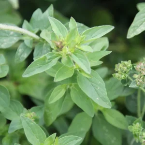 Greek Oregano Live Plant – 3-Pack, 5-8