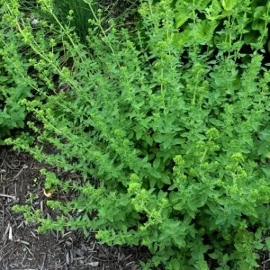 Greek Oregano Live Plant - 4" Pot - Culinary Herb - Outdoor - Image 2