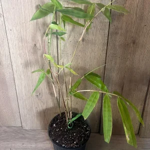 Green Clumping Bamboo Live Plant – Half Gallon Pot – Tropical Decor - Image 2