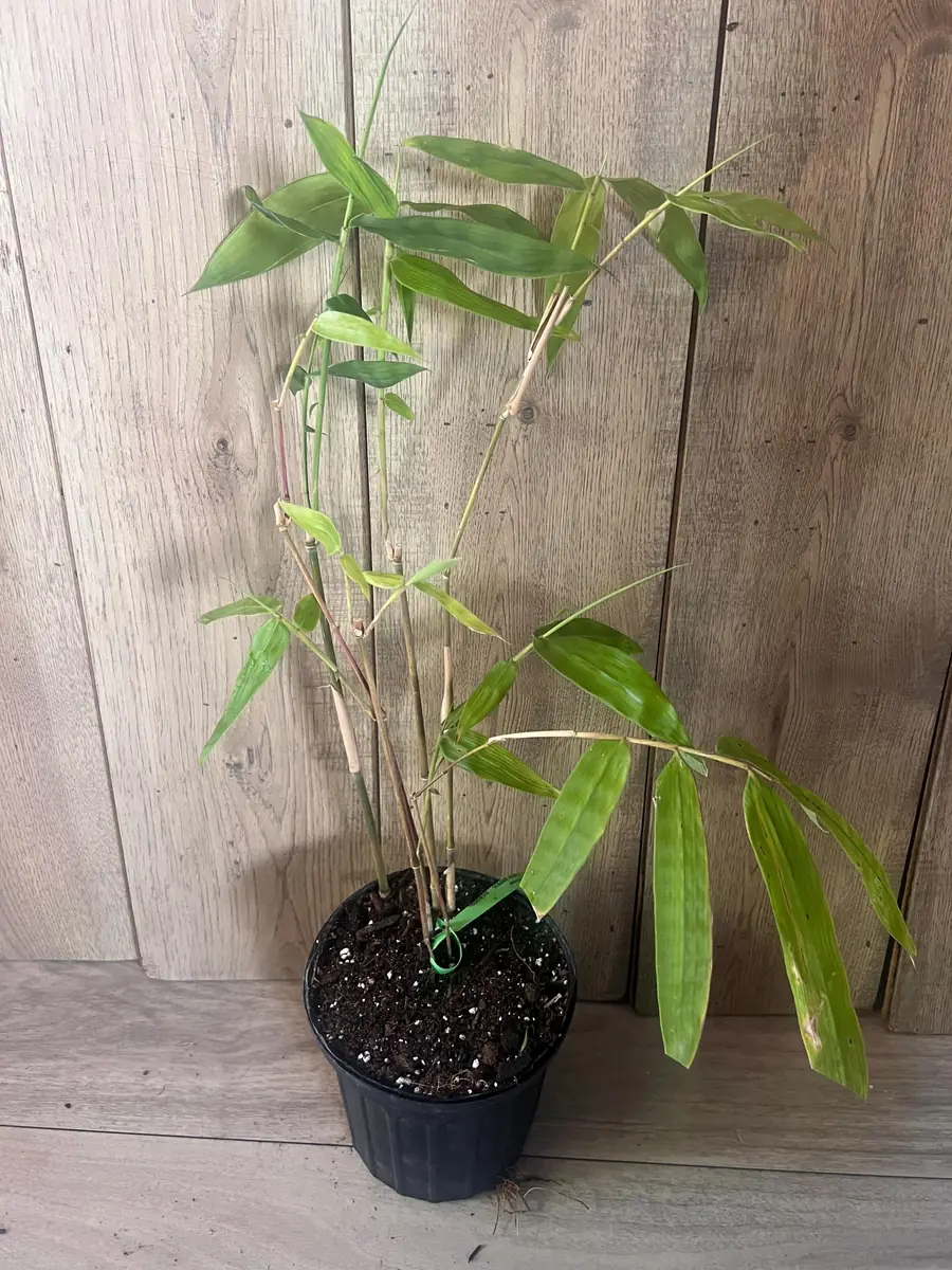 Green Clumping Bamboo Live Plant – Half Gallon Pot – Tropical Decor - Image 2