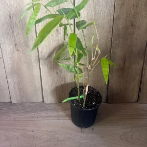 Green Clumping Bamboo Live Plant – Half Gallon Pot – Tropical Decor - Image 3