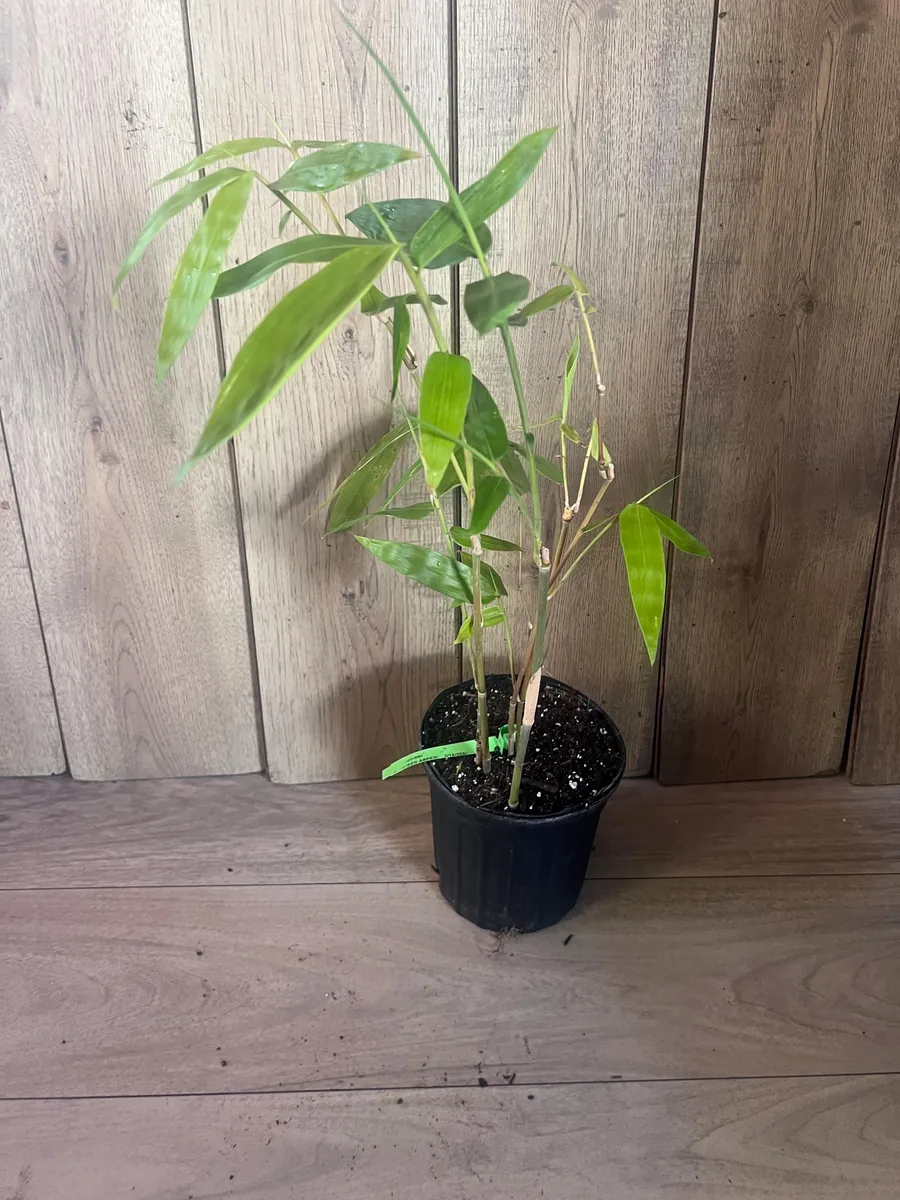Green Clumping Bamboo Live Plant – Half Gallon Pot – Tropical Decor - Image 3